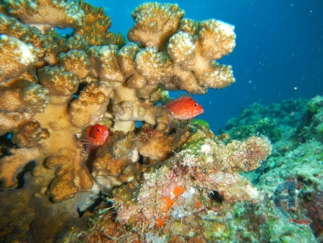 peces y arrecife de los cabos mexico bcs yael